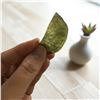 Image 4 : 1.6 inch Moldavite 11.915 gms