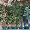 Image 3 : 2 Pcs Artificial Potted Plants - Mostly Ficus Leaf, Approx. 6-7 ft. Each (Random Plants)