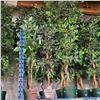 Image 2 : 2 Pcs Artificial Potted Plants - Mostly Ficus Leaf, Approx. 6-7 ft. Each (Random Plants)