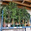 Image 1 : 2 Pcs Artificial Potted Plants - Mostly Ficus Leaf, Approx. 6-7 ft. Each (Random Plants)
