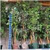 Image 2 : 3 Pcs Artificial Potted Plants - Mostly Ficus Leaf, Approx. 6-7 ft. Each (Random Plants)