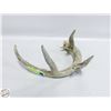 Image 2 : DEER ANTLER SHED 12"