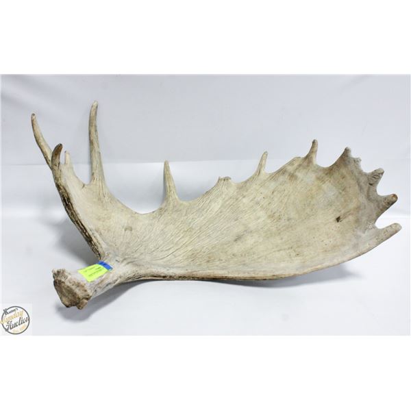 MOOSE ANTLER SHED 27" POINT TO POINT