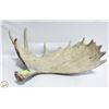 Image 1 : MOOSE ANTLER SHED 27" POINT TO POINT