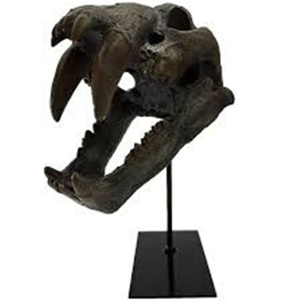 BRAND NEW 1:1 SABERTOOTH TIGER SKULL REPLICA MODEL