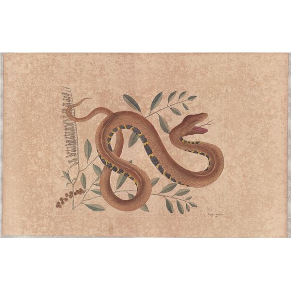 2 Mark Catesby Engravings - Water Viper & Pigmy Rattlesnake