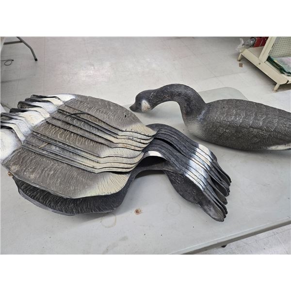 11 canada Goose decoys with heads (ck36)