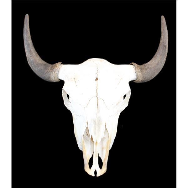 Buffalo Skull- 21"W