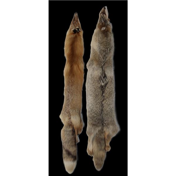 Tanned Coyote Hide- 56"- Tanned Red Fox Hide- 53"