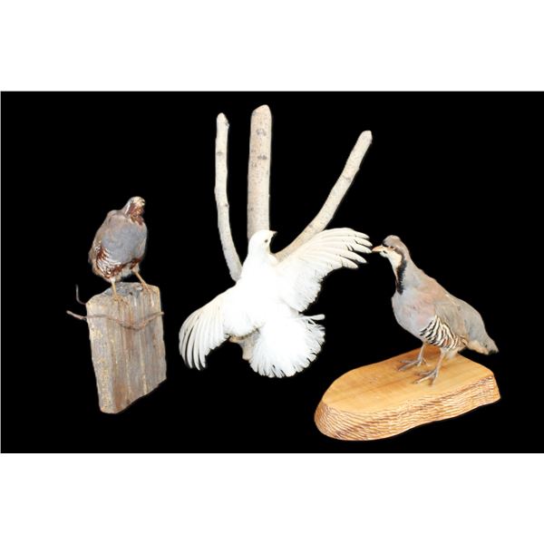 Chukar, Quail, And Ptarmigan Full Body Mounts