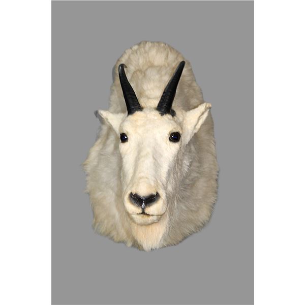 Rocky Mountain Goat Shoulder Mount- 9.5" Horns
