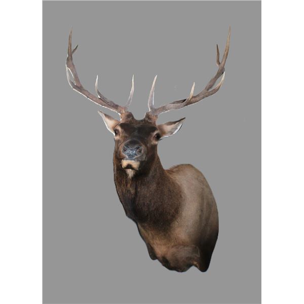 6X6 Bull Elk Shoulder Mount- 8.75" Bases- 38"W- Good Taxidermy