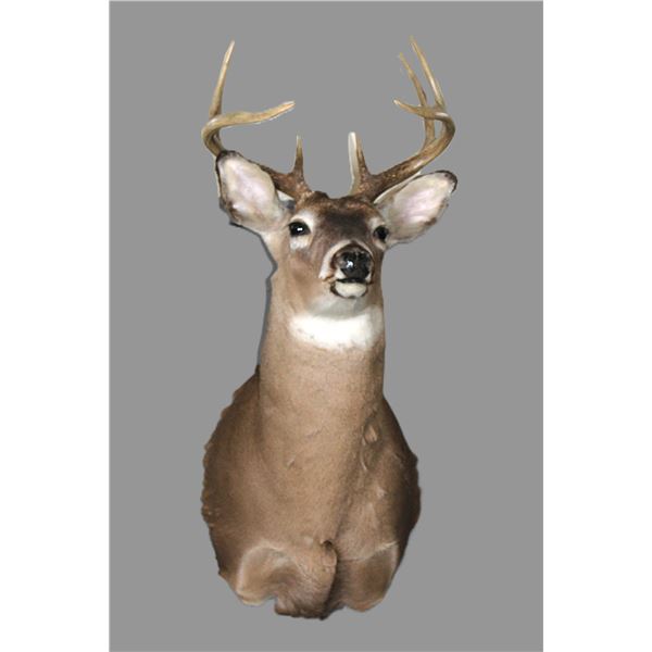 4X5 Whitetail Shoulder Mount- 4" Bases- 13"W