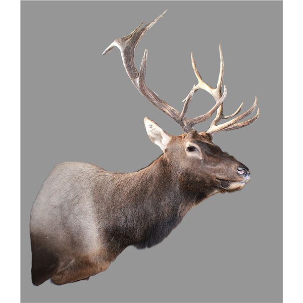 6X6 Bull Elk Shoulder Mount- 7.5" Bases- 31"W- Good Taxidermy