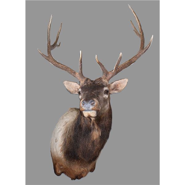 6X6 Bull Elk Shoulder Mount- 8.5" Bases- 34"W- Good Taxidermy