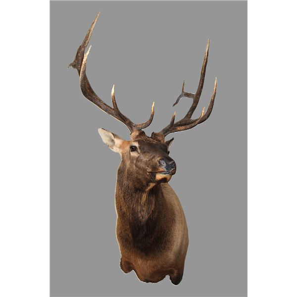 6X6 Bull Elk Shoulder Mount- 8.75" Bases- 31"W- Good Taxidermy