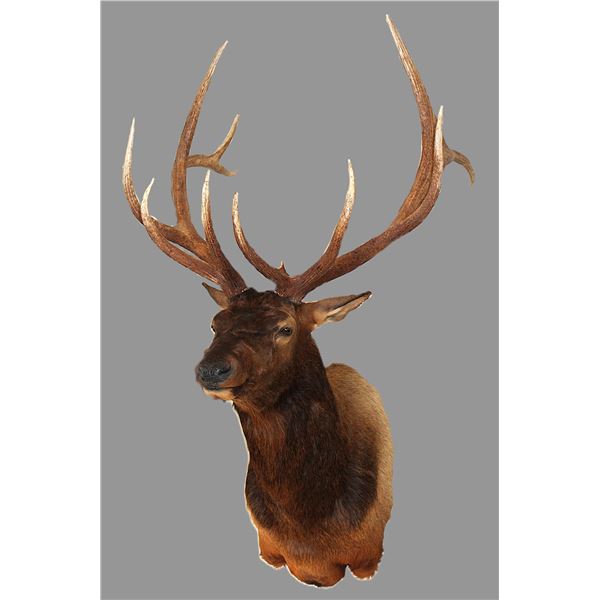 6X7 Bull Elk Shoulder Mount- 11" Bases- 32"W- Good Taxidermy