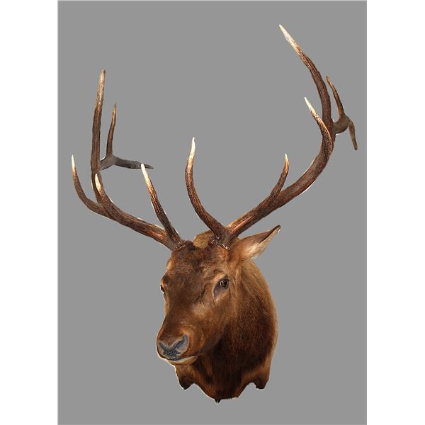 6X6 Bull Elk Shoulder Mount- 9" Bases- 35"W- Removable Horns