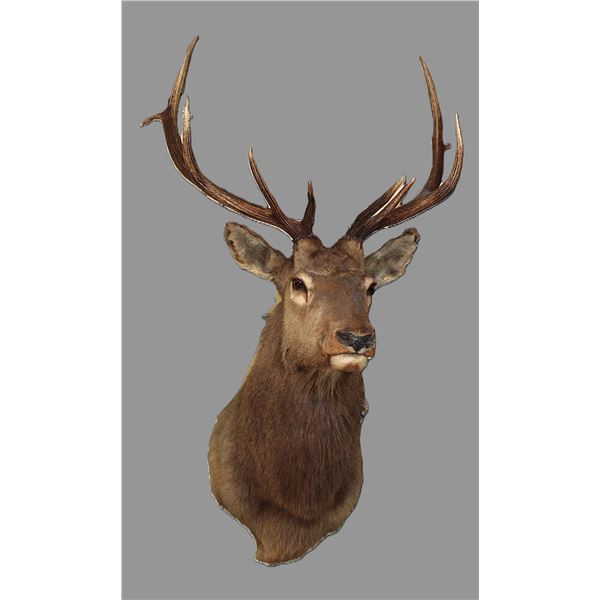 4X5 Bull Elk Shoulder Mount- 8" Bases- 29"W