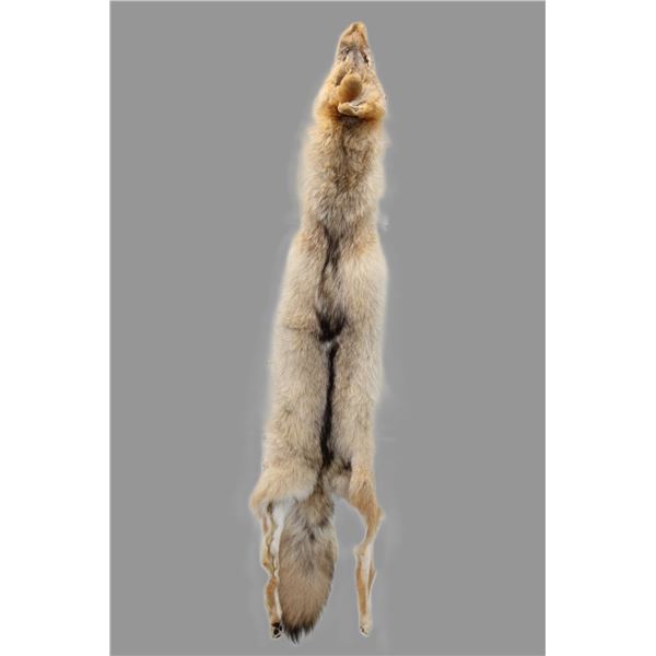 Tanned Coyote Hide With Feet- 44"