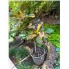 Image 1 : Potted Plant 38"H