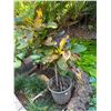Image 2 : Potted Plant 38"H