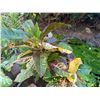 Image 3 : Potted Plant 38"H