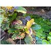 Image 4 : Potted Plant 38"H