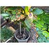 Image 5 : Potted Plant 38"H