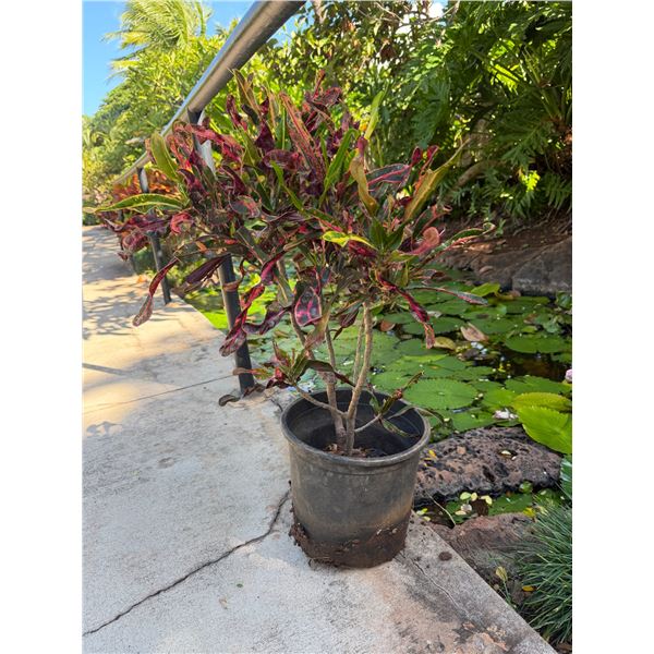 Potted Plant 33"H