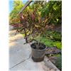 Image 1 : Potted Plant 33"H