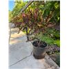 Image 2 : Potted Plant 33"H