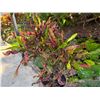 Image 3 : Potted Plant 33"H