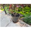 Image 4 : Potted Plant 33"H