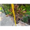 Image 5 : Potted Plant 33"H