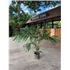 Image 1 : Potted Palm Plant 54"H