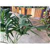 Image 2 : Potted Palm Plant 54"H