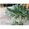 Image 4 : Potted Palm Plant 54"H