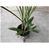 Image 5 : Potted Palm Plant 54"H