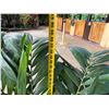 Image 6 : Potted Palm Plant 54"H