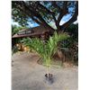 Image 1 : Potted Palm Plant Approx. 72"H