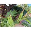 Image 2 : Potted Palm Plant Approx. 72"H