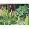 Image 3 : Potted Palm Plant Approx. 72"H