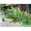 Image 4 : Potted Palm Plant Approx. 72"H