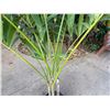 Image 5 : Potted Palm Plant Approx. 72"H