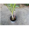 Image 6 : Potted Palm Plant Approx. 72"H