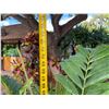 Image 7 : Potted Palm Plant Approx. 72"H