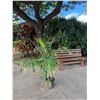 Image 1 : Potted Palm Plant Approx. 56"H
