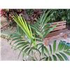 Image 2 : Potted Palm Plant Approx. 56"H