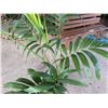 Image 3 : Potted Palm Plant Approx. 56"H